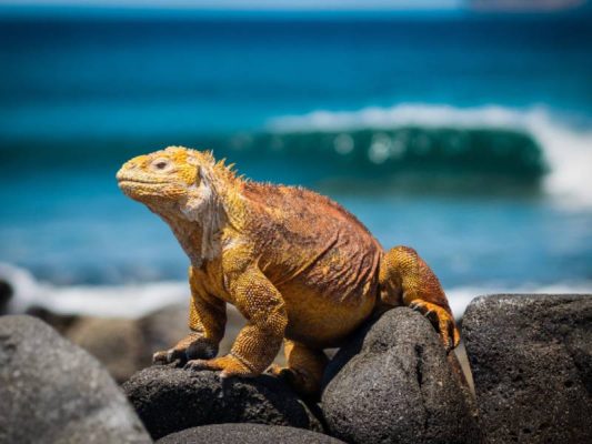 Iguana Galapagos Islands World Travellers Riccarton