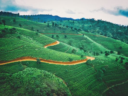 Tea trails Sri Lanka World Travellers Riccarton