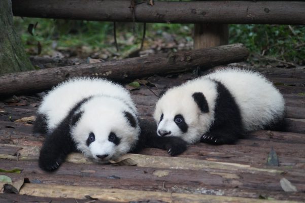 Chengdu pandas China World Travellers Riccarton