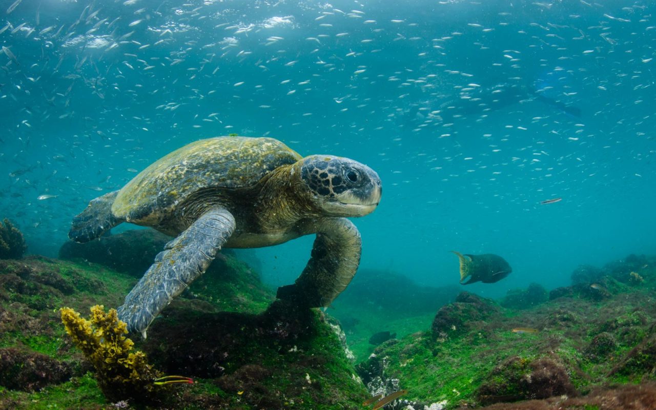 Pacific Green Sea Turtle, Galapagos Islands, Ecuador