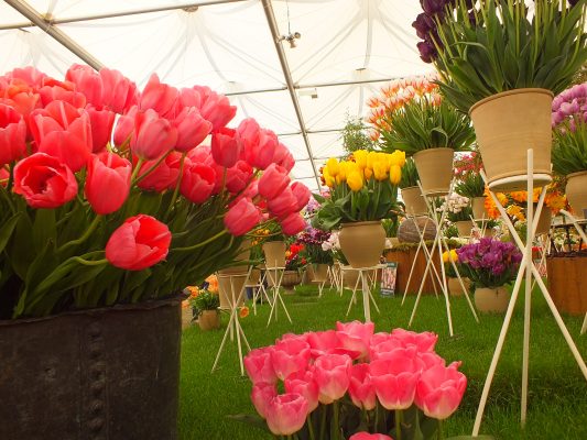 Jim gives the Chelsea Flower Show a 9/10.