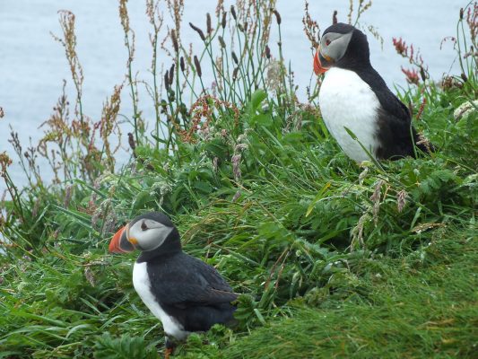 Puffins on the Isle of Mull World Travellers Riccarton
