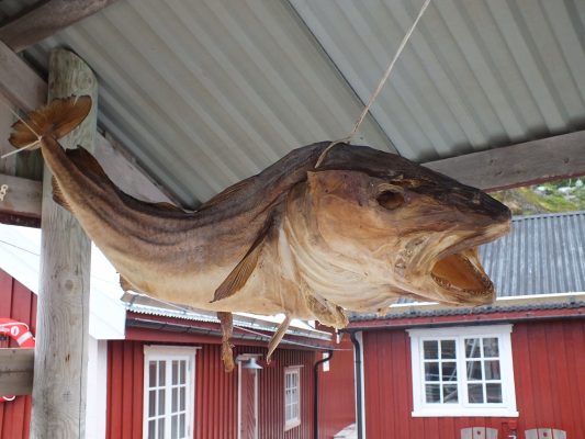 Dried Arctic cod on the Lofoten Islands of Norway.