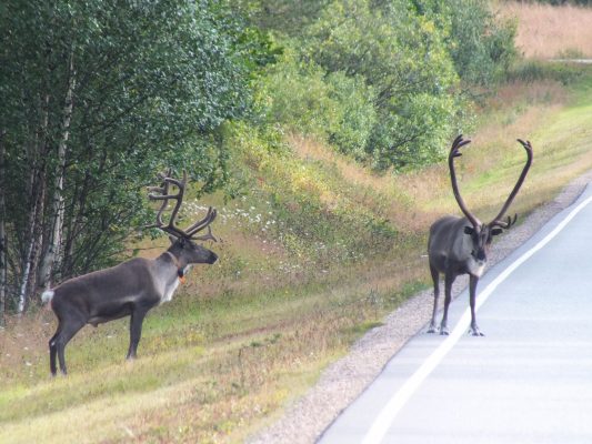Reindeer in the far north of Finland.